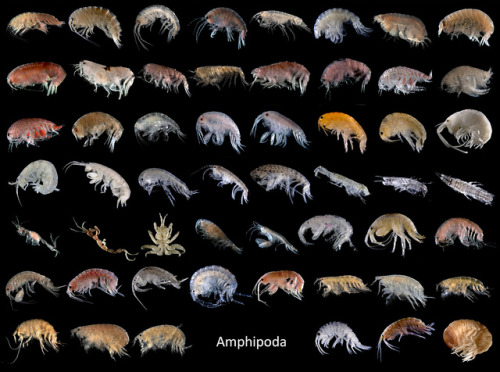 marine-science:Amphipoda by bathyporeia on Flickr.Amphipods of the Belgian part of the North SeaFrom