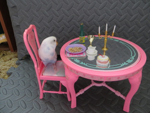 dnightshade0: BUDGIE PHOTO SHOOT SET 2 lol angel wings didn’t know what to make of this XD get