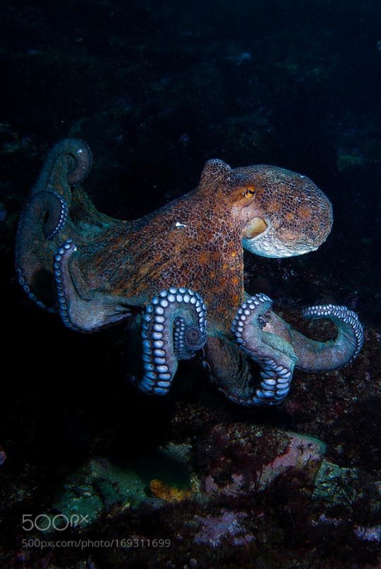 the-sea-my-soul:These creatures fascinate me🐙