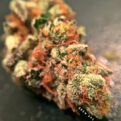 growops:  Dosido Bottom nug (no cure) and