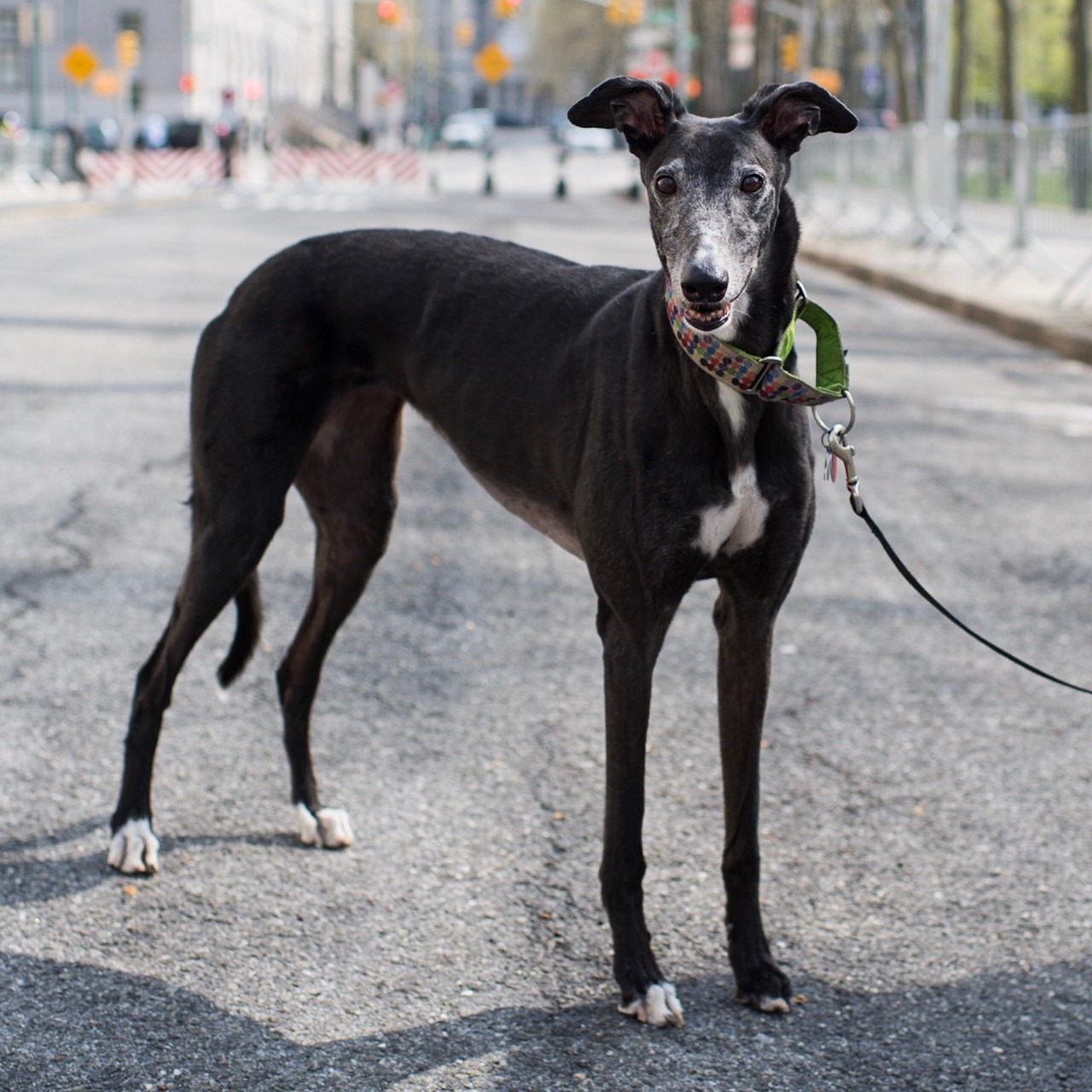 thedogist:  Santa’s Little Helper, Greyhound (10 y/o), Cadman Plaza, Brooklyn,