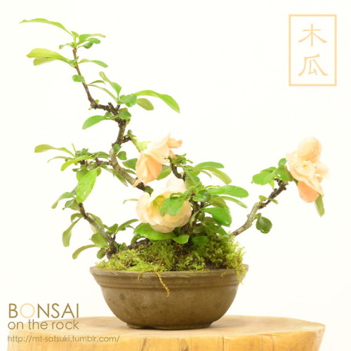 木瓜（ボケ）の盆栽BOKEH, Japanese Quince bonsai2018.4.14 撮影bonsai on the rock| Creema | BASE | Zazzle.co.jp |