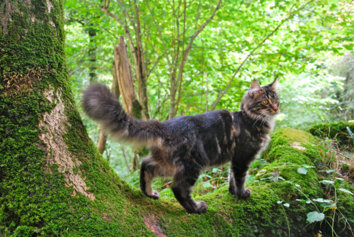 mostlycatsmostly:Haikou et nature (by Melcannac)