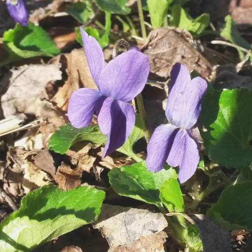 These woodland violets are a welcome sign of spring. #awesomenature