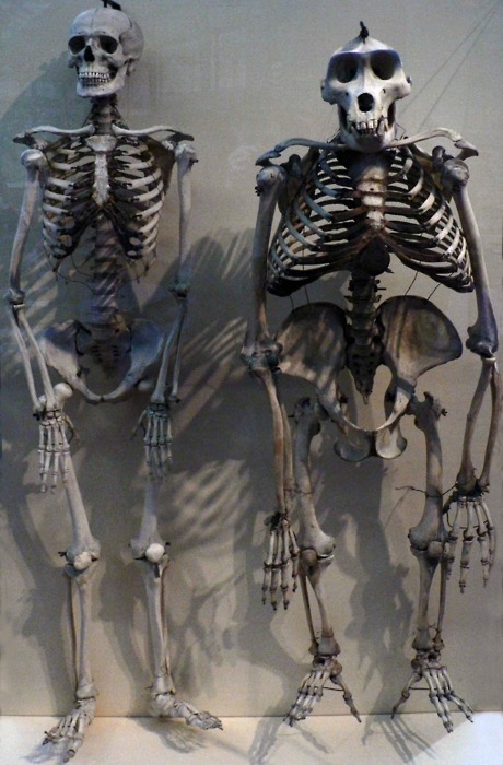 Human and Gorilla skeleton side by side