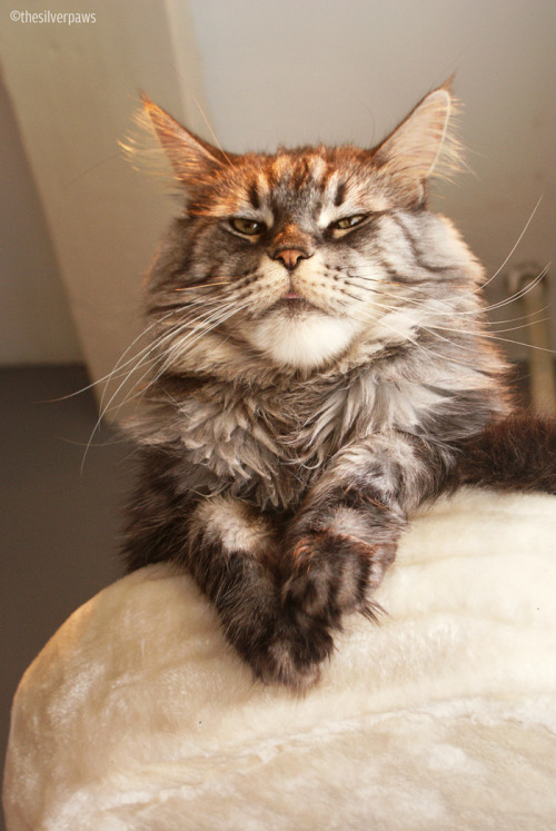 losethehours: thesilverpaws: We made Blake aware that his whiskers are not pointing the same way&hel