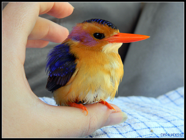 fat-birds:  Pygmy Kingfisher by D&amp;R IMAGES on Flickr. 