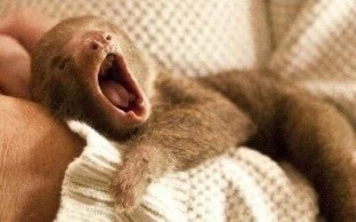 granmabarb:babyanimalgifs:BABY SLOTHS ARE THE CUTESTThey really are