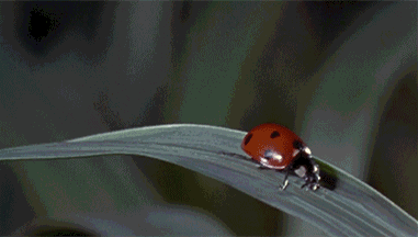 majortvjunkie:  phototoartguy:  Ladybug In A Rainstorm   
