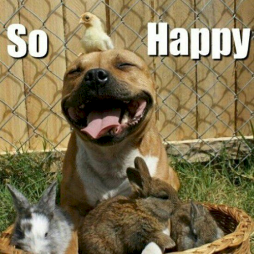 happy animals