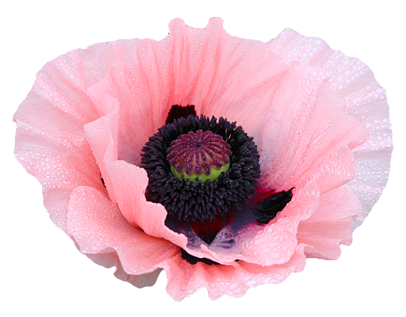 Coral Reef Poppy flower. Papaver orientalis. (x).