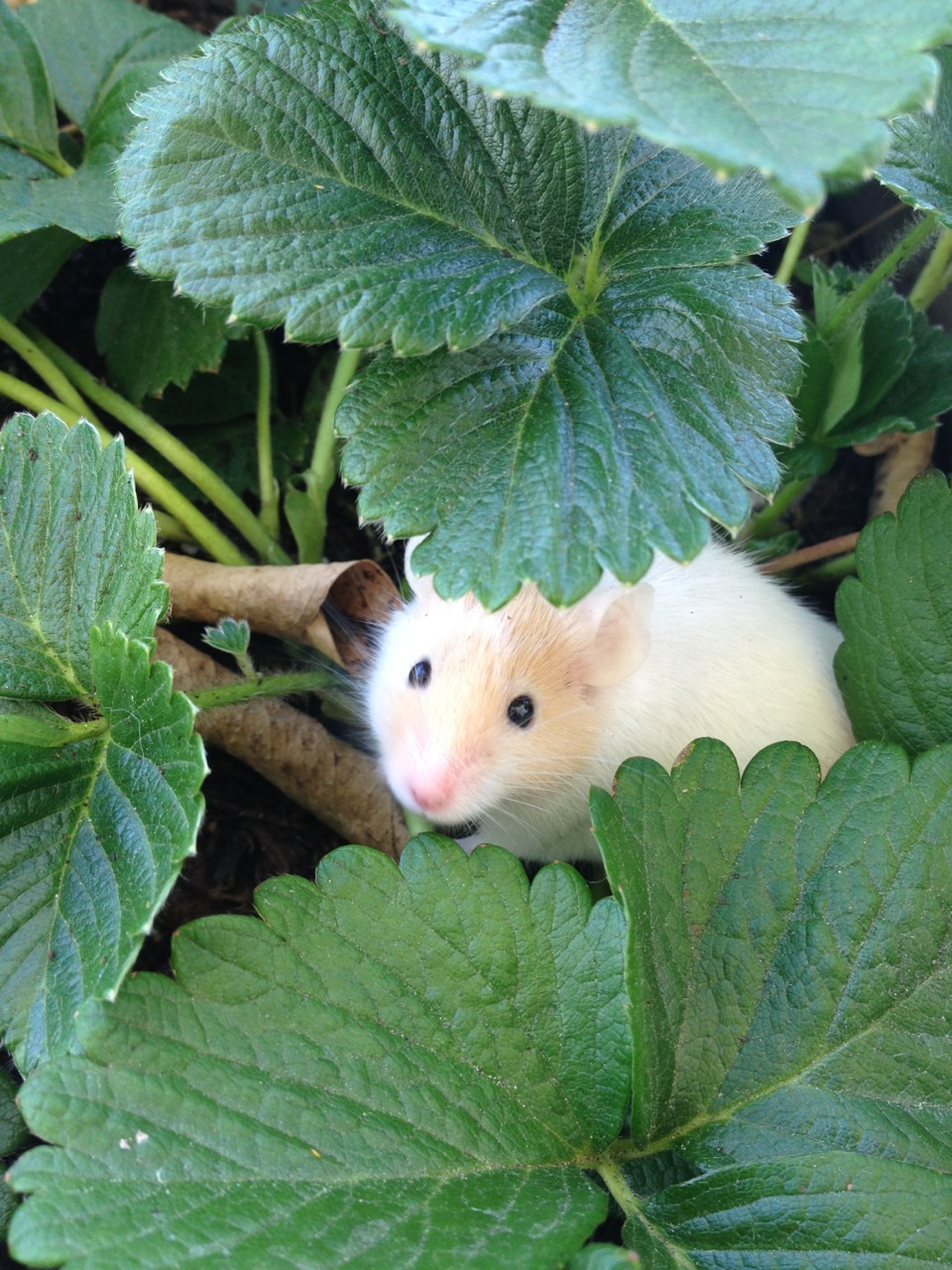 effyeahpetrats:  andmaybeasoda:  Luna’s first garden playtime! Put her in the big