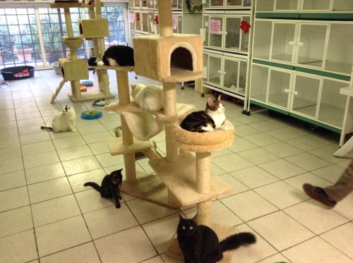 animalcharitiesuk:Cats of Rome: Torre Argentina Cat Sanctuary! Last week I visited Rome &amp; we