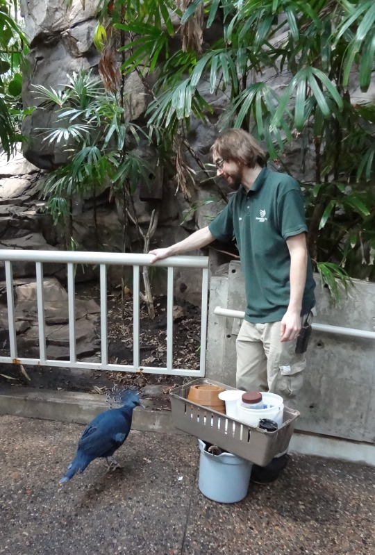 tiny-feisty-gay: snarg:  stereofeathers:  tawghasa:  hot-honey-fag:  slash-queen:  todaysbird:   remember: the ‘holy’ white doves are just white rock doves, aka the common pigeon!  Doves are just pigeons with white privilege   Also can we talk about