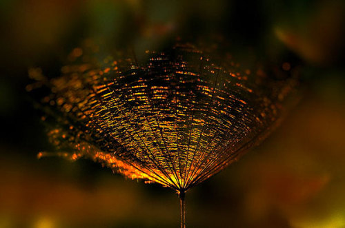 odditiesoflife:Finding Gold in NatureBeautiful macro photos by Emerald Wake with some post-productio