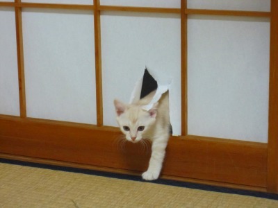 higaki:  はい通りますよ。 