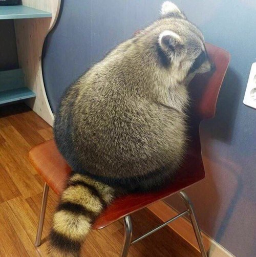 lord-raccoon:round as hell