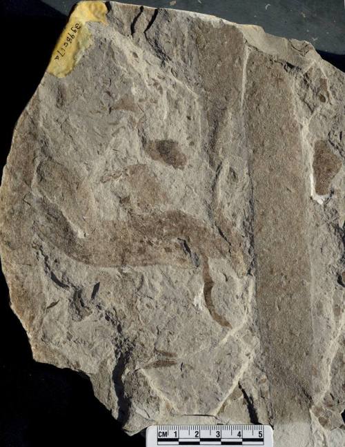 The oldest large scale complex fossils?These unremarkable looking patterns preserved as thin films o