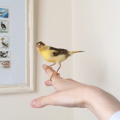 pollyfern:  Oh Pickle, you are a funny little canary. I have spotted a tiny patch of orange feathers on the top of her wing 