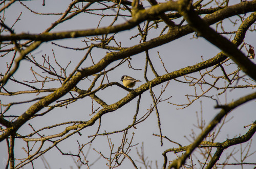 Parus major / Great titRijtmeersen nature reserve, Nederename, East-Flanders, Belgium 2018by Jolien 