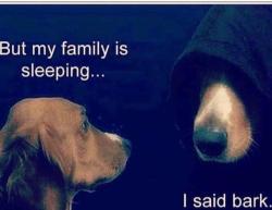 all-funny-memes:  So this is why my dog barks at night!