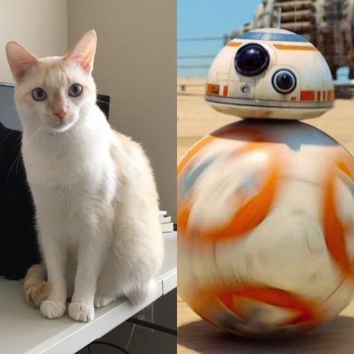 zaylabeth:All 3 of my cats and their Star Wars lookalikes :)Olive (bicolor ticked tabby) - ReyMort (