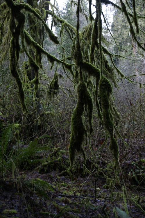 This tree probably has a couple of stories to tell..