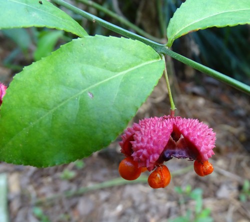 Fun freaky plant in the garden, native Hearts a Bustin’. Red seed pods bust out of their spiky pink 