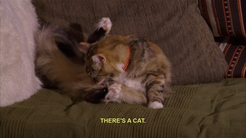 ruthlesslysarcastic:une-petite-souris:Me in any situation with a feline regardless of what else is g