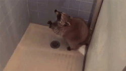 sizvideos:  Can’t a raccoon take a shower
