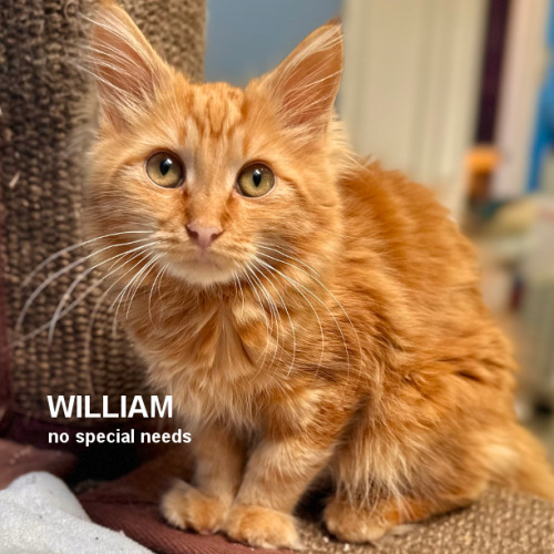 A "WHY IS WILLIAM STILL HERE" WEDNESDAY!