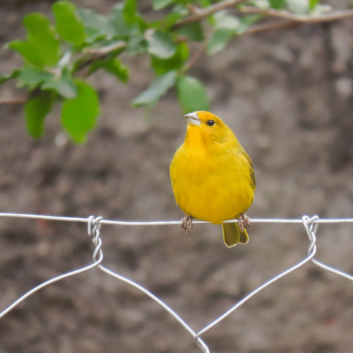 patricianicoloso: Canário-da-terra/Saffron FinchSicalis flaveola