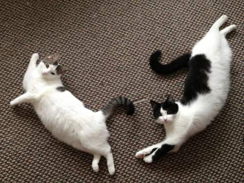 Pinky and Peanut (by Laska1976)