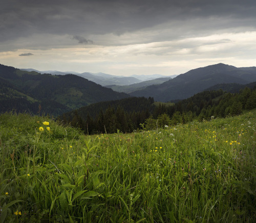 Summer Evening At The Mountains Meadow by Michael_.