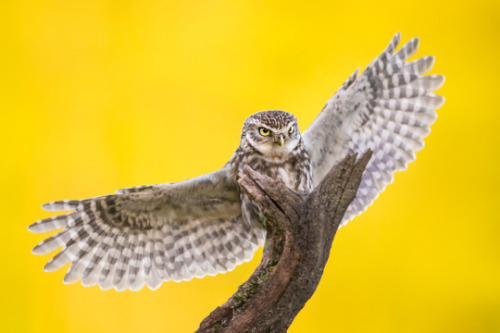 drxgonfly - Little Owl (byIan Schofield)