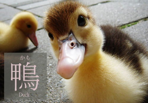 かも　｜　鴨　｜　Duck
