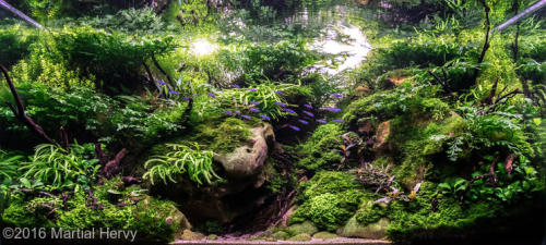 AGA Contest results are out .. this one is a 215l tank by Martial Hervy, called Zionland. Browse the