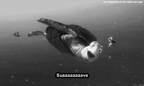 A S S E N A V