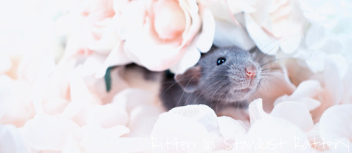 lilsqueakers:A handsome boy and his roses porn pictures