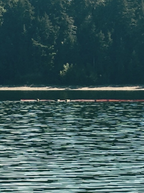 Lol the seals like to hang out on our boom , little fuckers