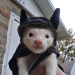 verbix:happy halloween