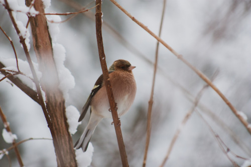 i haven’t logged on in a long time. but anyway - here are some photos of gorgeous birds in the winte