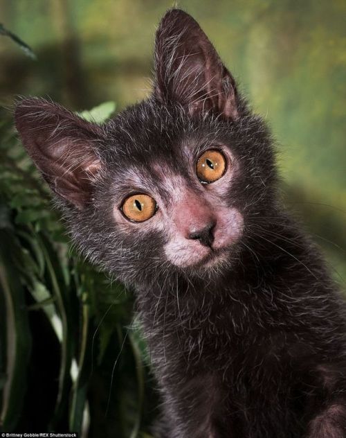 zooophagous: ainawgsd: Lykoi The Lykoi, also called the Werewolf cat, is a natural mutation from a d