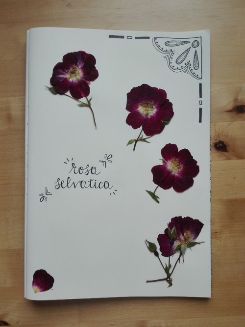 Wild Roses.