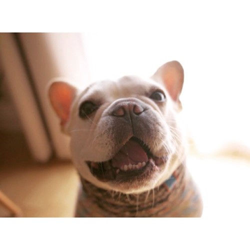 batpigandme:変顔❤︎#frenchbulldog #frenchbull #french #bulldog #frenchbull #dog #フレンチブルドッグ#フレブル#ブヒ#白ブヒ隊