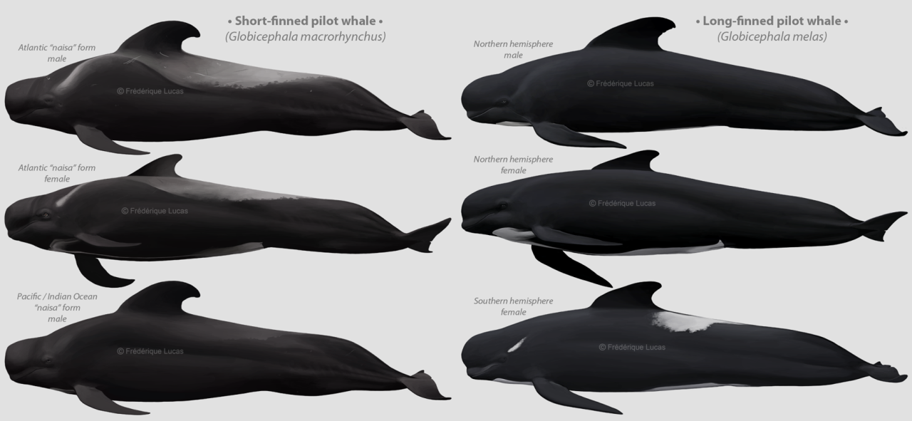 Long-finned Pilot Whale - Tumblr Gallery