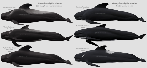 A plethora of pilot whalesThe alliterations continue, as well as the uploading of illustrations from