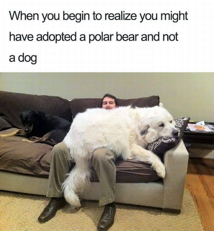 nah-later:  thenameisdog:  thenameisdog:    we don’t deserve these animals tbh