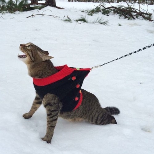 atraversso:Cats and snow don’t mix