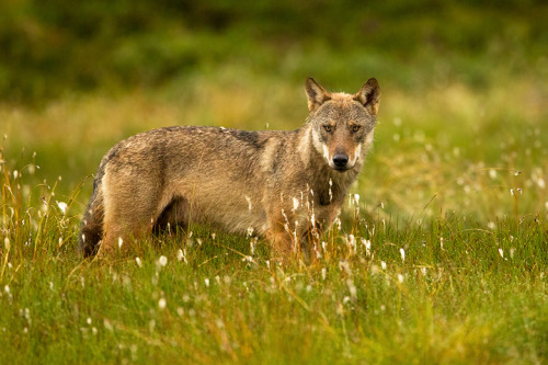 Gray wolf subspecies